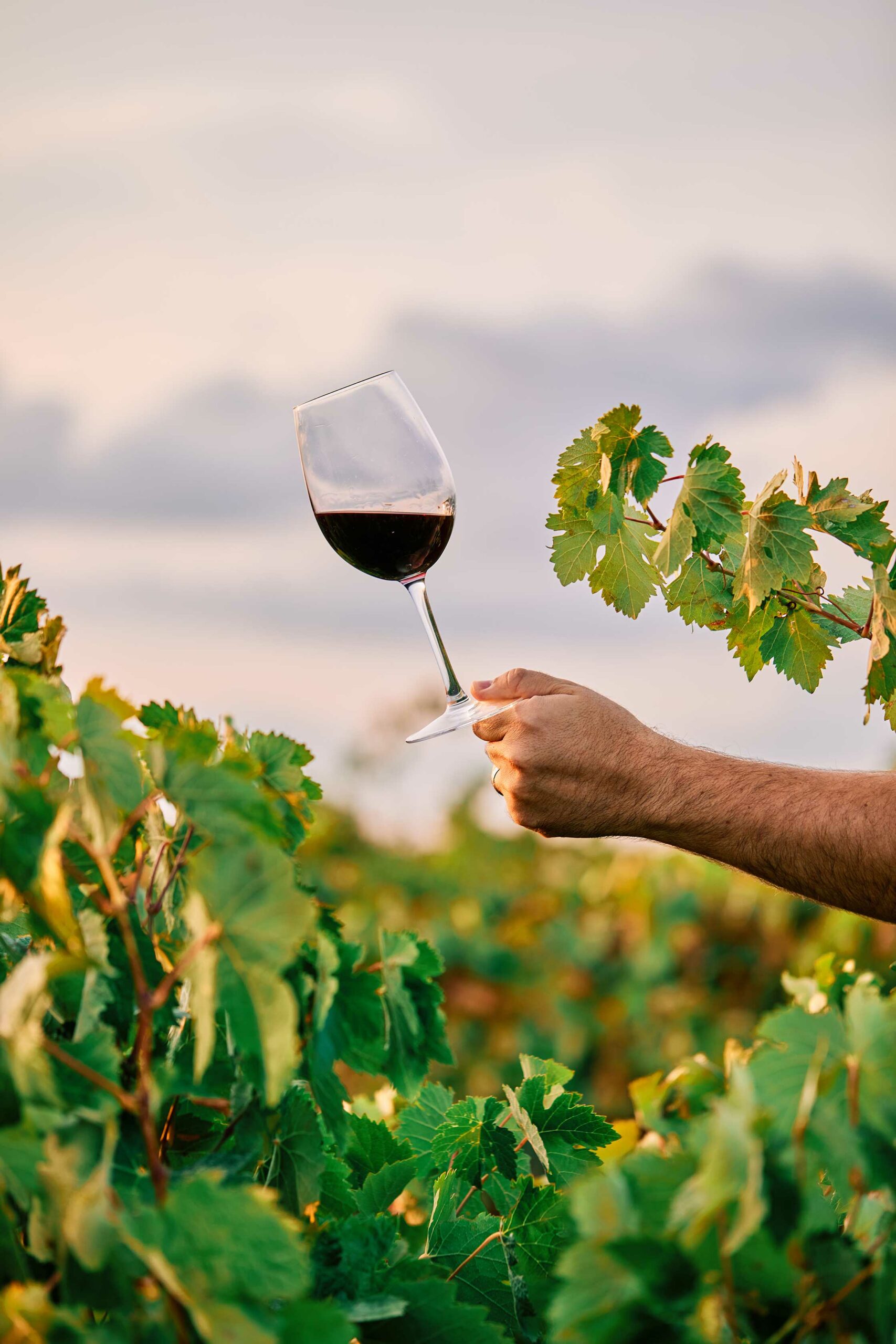 plan-vertical-d-une-personne-tenant-un-verre-de-vin-dans-le-vignoble-sous-la-lumiere-du-soleil