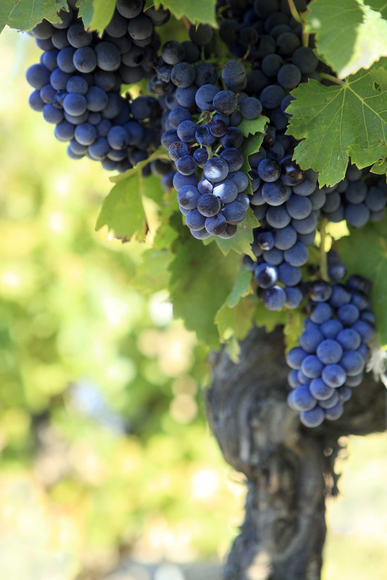 raisins-de-vin-rouge